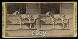 Civil War General Ingall's Dalmatian Dog War For the Union Stereoview 1860s